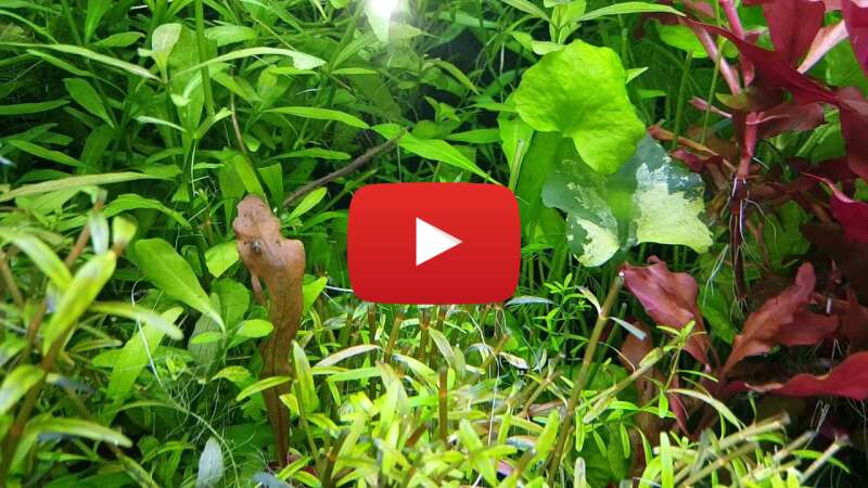 Video mIRGtgn6e2k abspielen