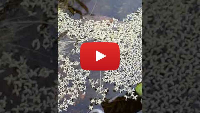 Video mInSvfJkKyk abspielen