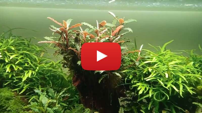 Video mR3fnRLQZec abspielen