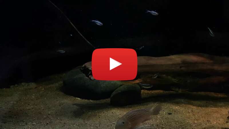 Video mTFzzCM9y5k abspielen