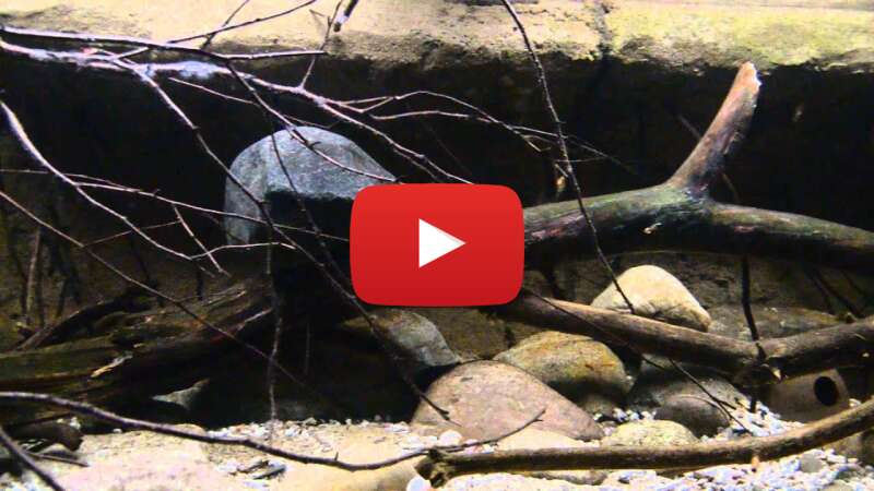 Video mUkuWqTfEV4 abspielen