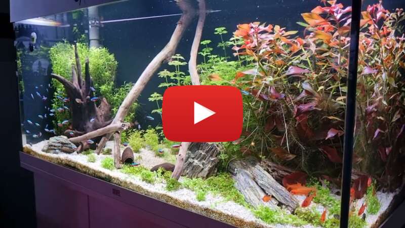 Video mYgo0N4c9mU abspielen