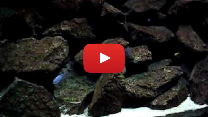 Video mZhqqMV407c abspielen