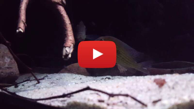 Video m_W3_Yn6ti0 abspielen