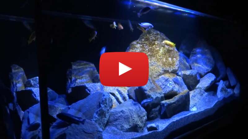 Video mcQRR4yGn-g abspielen