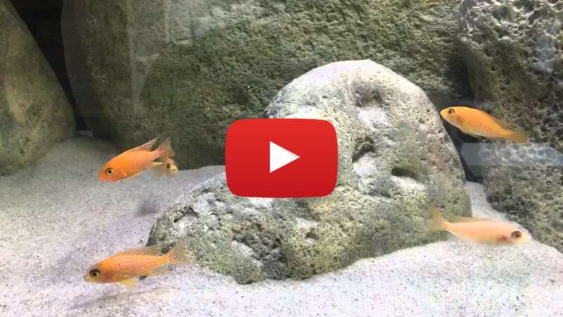 Video mdhVIXjy9Vk abspielen