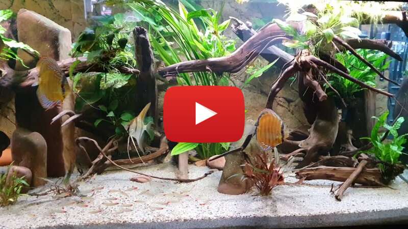 Video mgaj7KuWQK0 abspielen