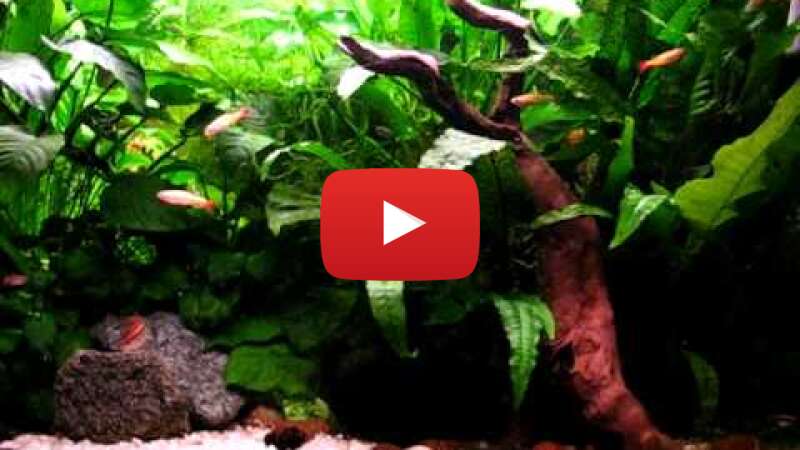 Video moLHMO6AodQ abspielen