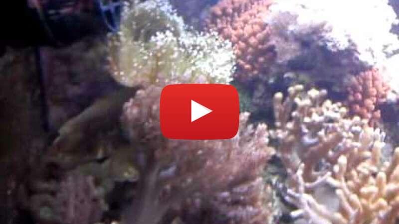 Video mrDKazVAzuo abspielen