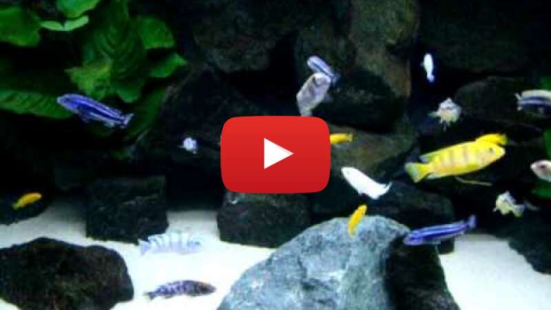 Video mzFsmBXztTQ abspielen