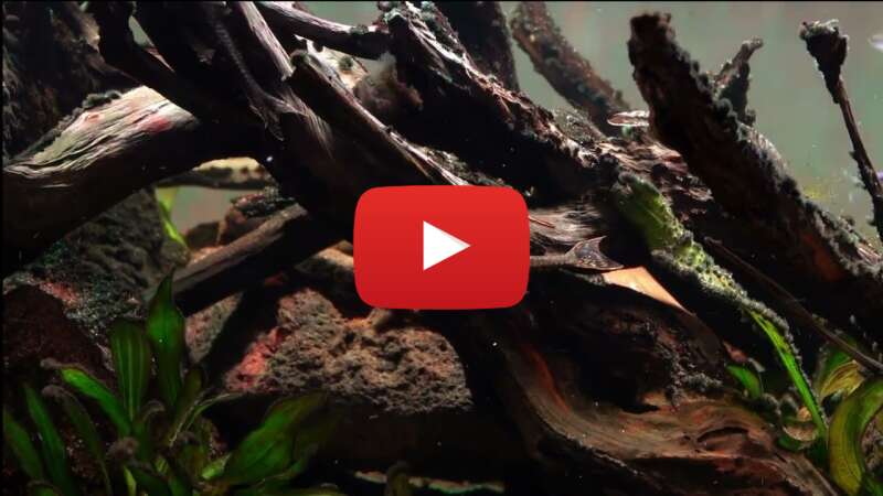 Video n4qvhfci3rc abspielen