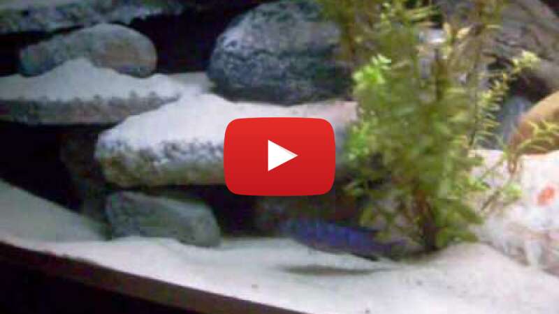 Video n5sB0iR4CAo abspielen