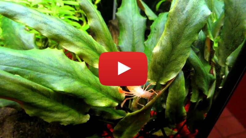 Video n79g2CNEl5A abspielen