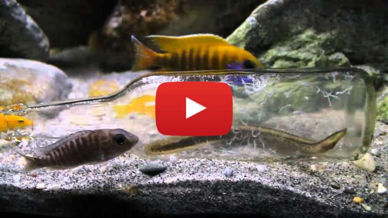 Video n7WGF6S_rxc abspielen