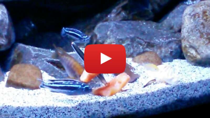 Video n857ub-_JDk abspielen