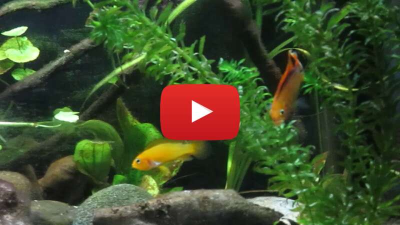 Video n9Mlq789vU0 abspielen