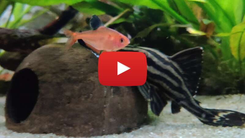 Video n9eFWwJv0hs abspielen