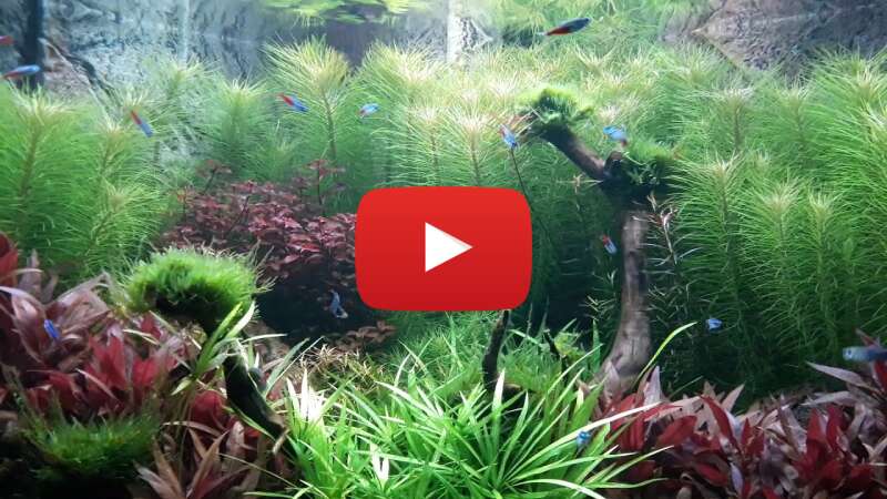 Video nCW2OconpfY abspielen