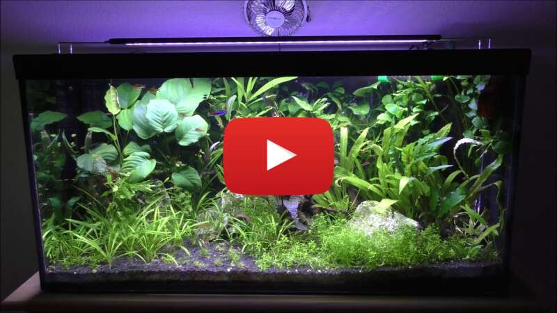 Video nEcAFbFvyX4 abspielen