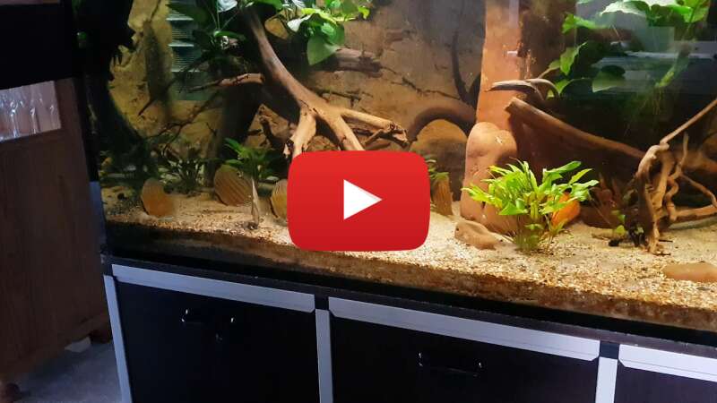 Video nNN5xvzzAIo abspielen