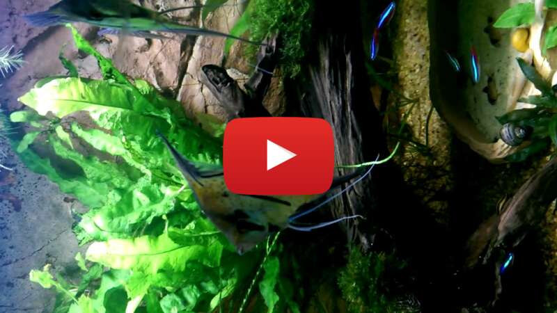 Video nP1TfNmvHOA abspielen