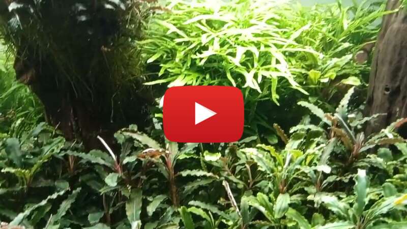 Video nPM8NyUDQx4 abspielen