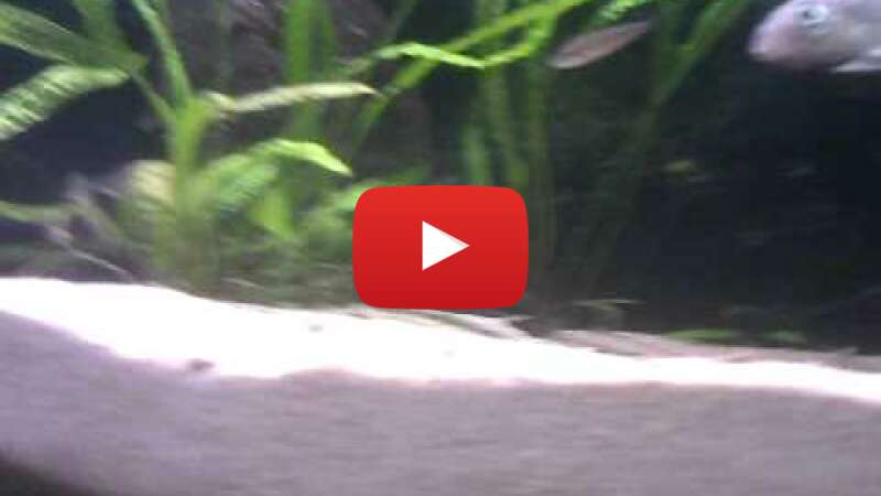 Video nT8VEwgJvMM abspielen