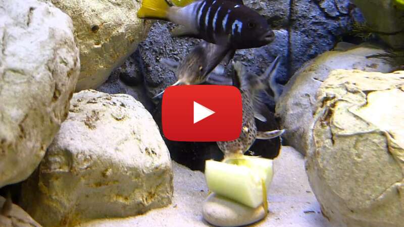 Video nYAdbFKZn4M abspielen