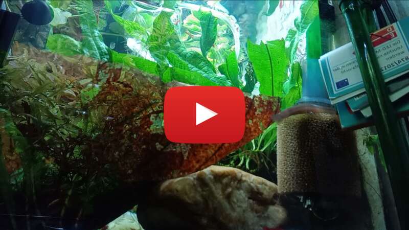 Video nYON40-xNbU abspielen