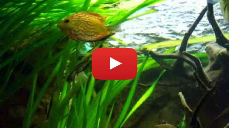 Video nZdH40GszrA abspielen