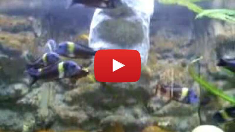 Video ngsP1oVSU18 abspielen