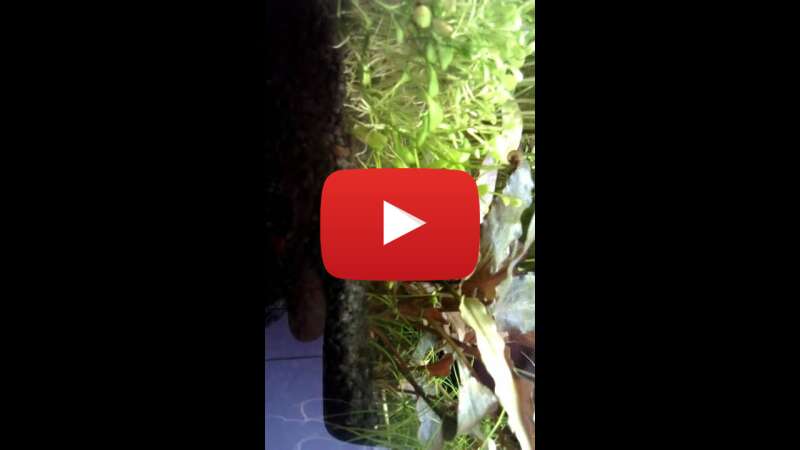 Video niNpW8ONgos abspielen