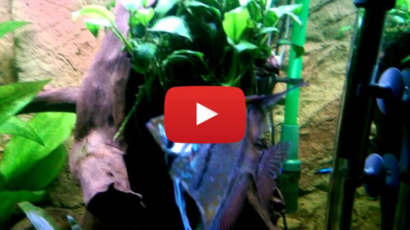 Video njVlCd_rtLU abspielen