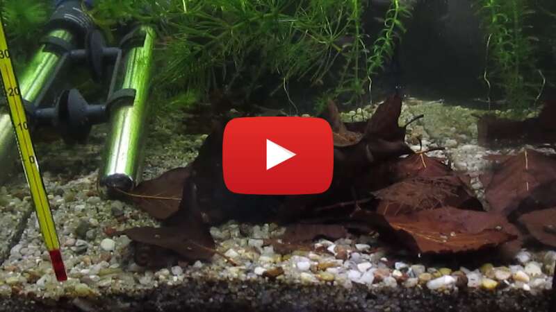 Video npXvLl3ife8 abspielen