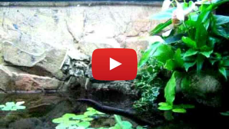 Video npwkgUZ91K0 abspielen