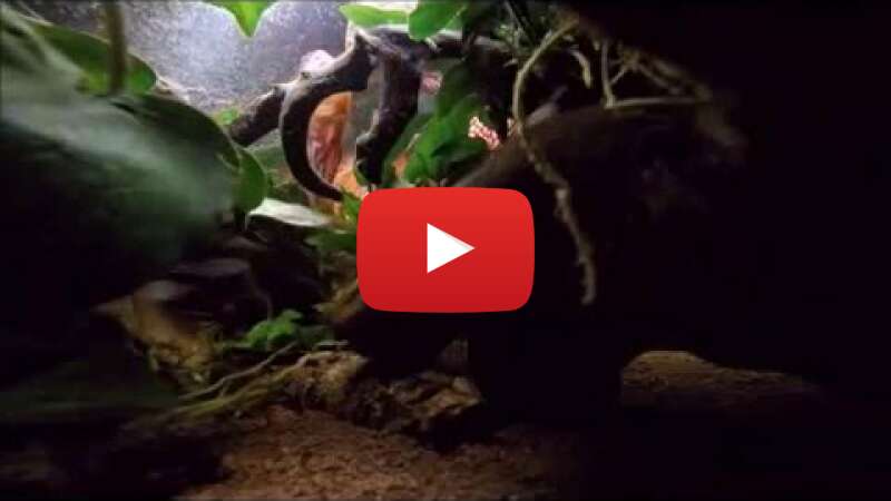 Video nq7mm1CcZqs abspielen