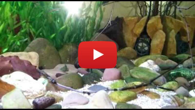 Video nw0drMiGLQ0 abspielen