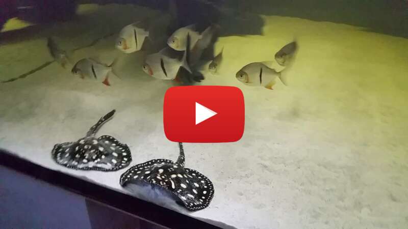 Video nwHmDHMQTAA abspielen