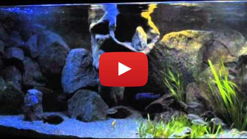 Video nxbn3ev4Y4w abspielen