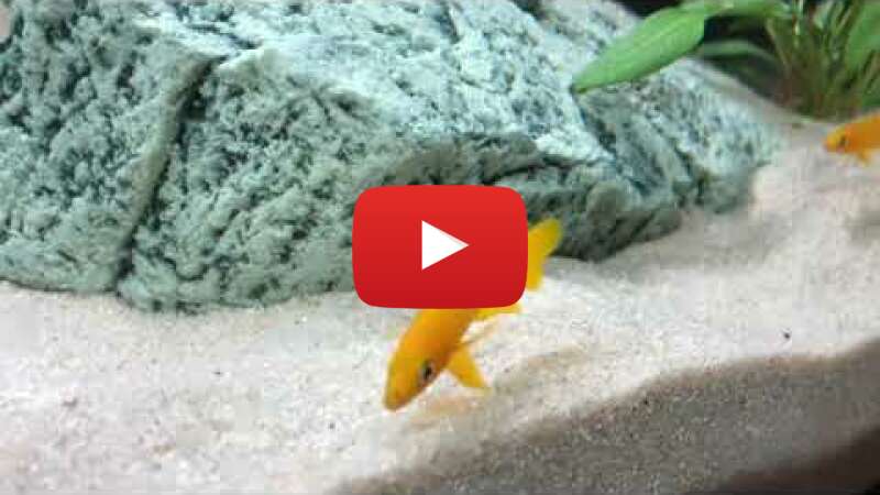 Video nzgzeTPAb-w abspielen