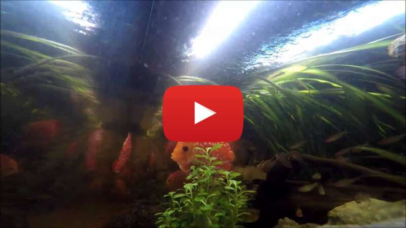 Video o3FY-e-Ix3s abspielen