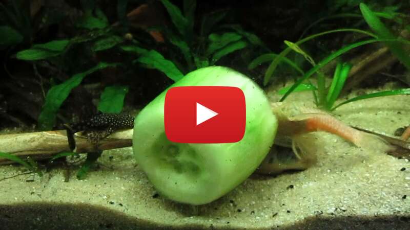 Video o7QZ3GjyT6s abspielen