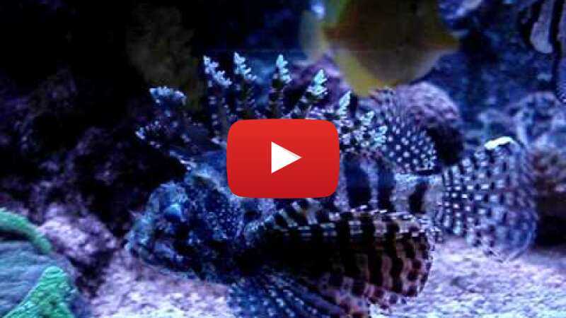 Video oAvEfeJUrFo abspielen