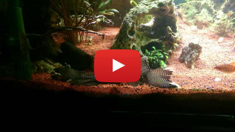 Video oIQAop9pQ74 abspielen