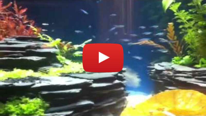 Video oNtg0luK1ro abspielen