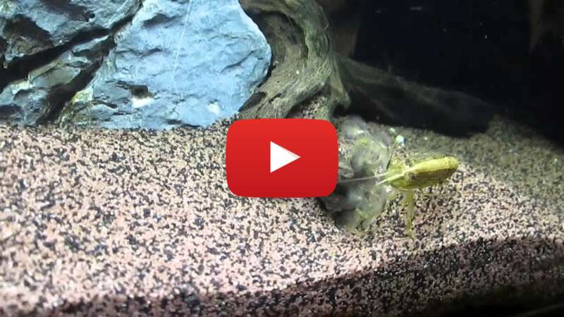 Video oPMoHGu8uTg abspielen