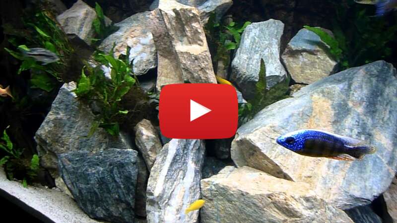 Video oWZszlgrIIY abspielen