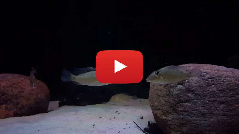 Video oWjUGVW3DNA abspielen