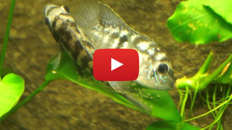 Video oYKYAMTaPOU abspielen