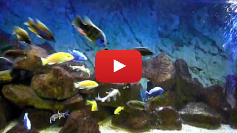 Video oecabyN8xZ4 abspielen